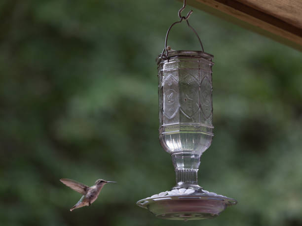 istock Hummingbird at Birdfeeder and Green Nature Background 2195345090