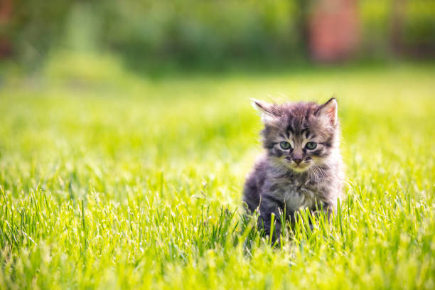 istock Adorable little kitten sits on the grass on a sunny summer day 2195345138