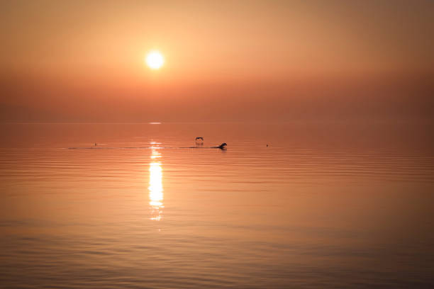 Vevey is a Swiss city located on Leman Lake