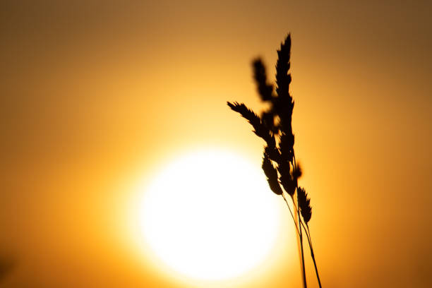 Silhouettes of grass swaying gently in the foreground, framed by a warm, glowing sunset. A serene and atmospheric depiction of nature's beauty during golden hour.