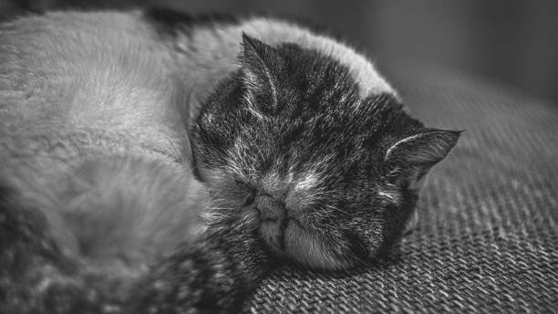 istock White exotic cat snoopy sleeping curled up on the couch. monohrom 2195346450