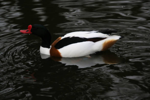 istock A view of a Shelduck 2195346525