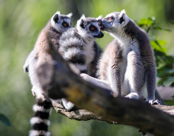 istock Wildlife in Rapperswil 2195346992