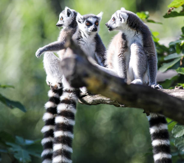 istock Wildlife in Rapperswil 2195346994