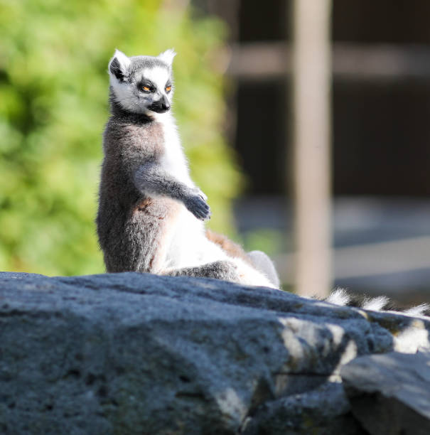 istock Wildlife in Rapperswil 2195347003