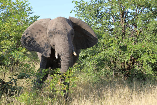 istock Afrikanischer Elefant / African elephant / Loxodonta africana 2195347035