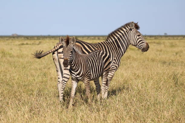 istock Steppenzebra / Burchell's zebra / Equus quagga burchellii 2195347916