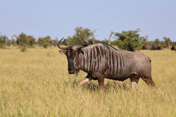 istock Streifengnu / Blue wildebeest / Connochaetes taurinus 2195347920