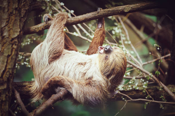 istock Adorable Sloth Resting Comfortably on a Branch in a Natural Forest Setting 2195348495