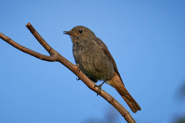 istock Close-Up of a Bird Perched on a Branch Against Blue Sky 2195348521