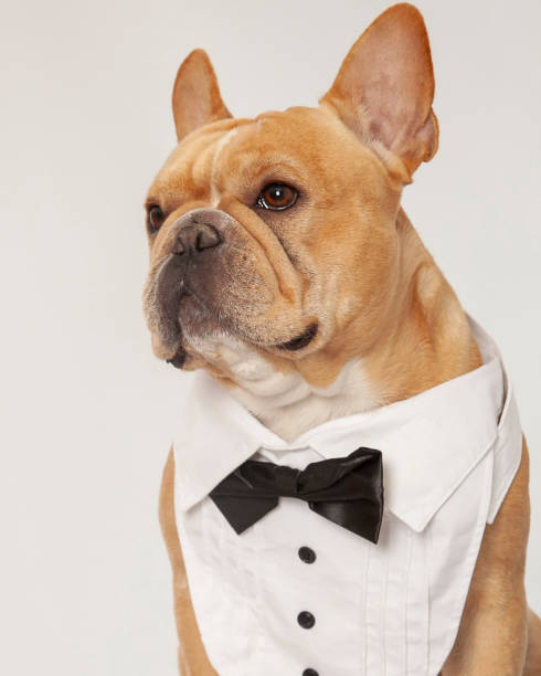 istock French bulldog wearing tux 2195348522