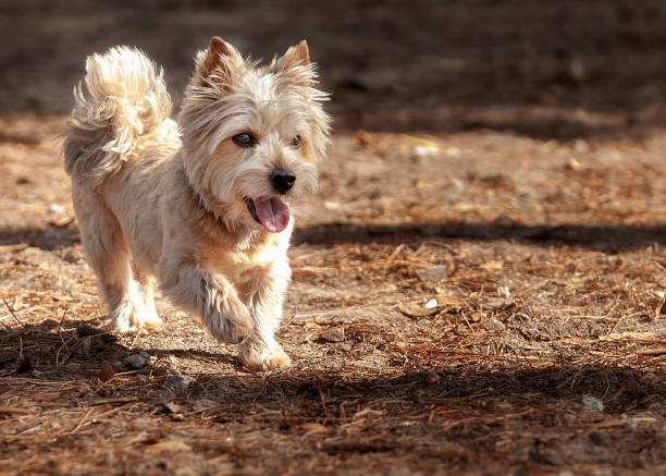 Norwich Terrier with fluffy tail walking with ears up mouth open tounge slightly out; playing in dog park