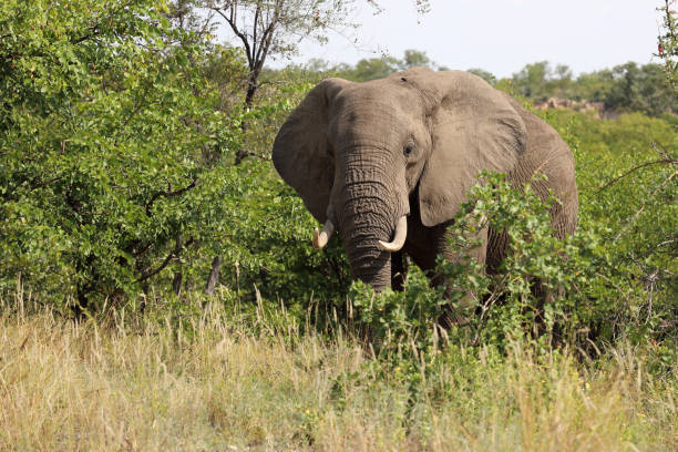 istock Afrikanischer Elefant / African elephant / Loxodonta africana 2195348681
