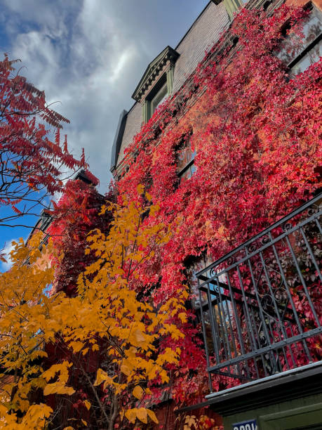 istock Foliage Covered Building in Montreal 2195348711
