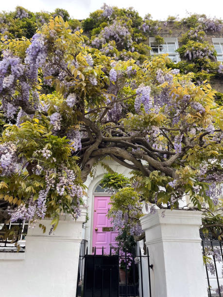 istock Wisteria Bloom in Notting Hill 2195349021