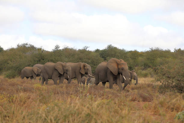 Afrikanischer Elefant / African elephant / Loxodonta africana