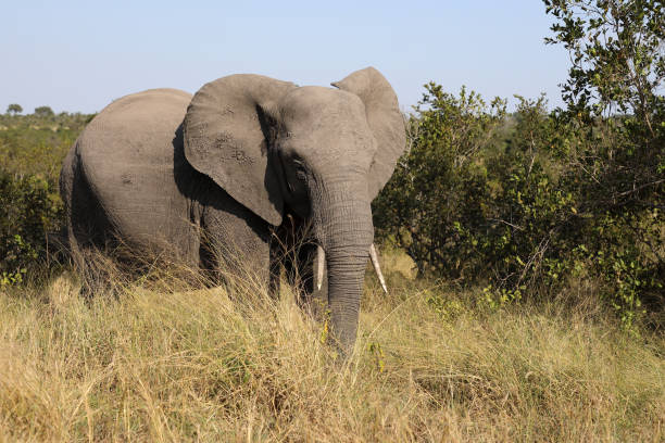 istock Afrikanischer Elefant / African elephant / Loxodonta africana 2195350453