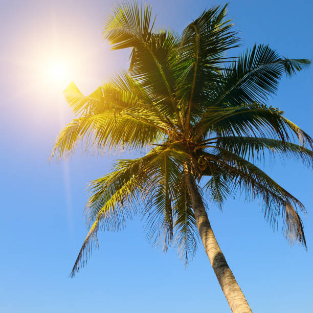 Paradise island beach. Tropical landscape of summer scene, sea waves. Sunny sky and palm trees. Luxury travel vacation destination.