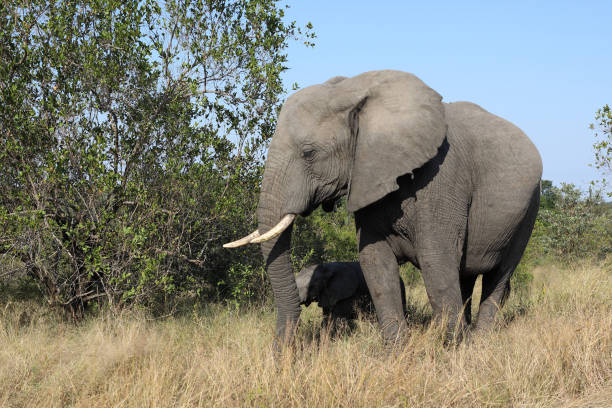 African Elephant walks in the Bush