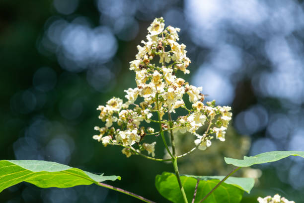 Close up of yellow catalpa (catalpa ovata) flowers in bloom