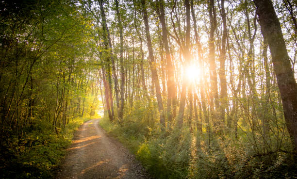 Golden hour in a forest, with the sunset casting rays of light through the trees