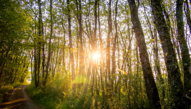 Backlit springtime forest in early morning.