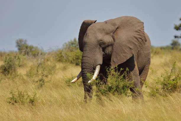 istock Afrikanischer Elefant / African elephant / Loxodonta africana 2195351840