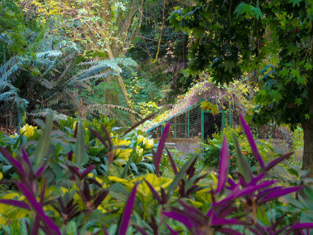 The small house in the background is home for some specific species in the Botanic Garden of Limbe. The scenery shows it surrounded by luxurious nature.