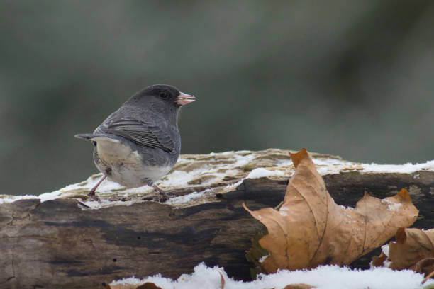 istock Wildlife animal bird 2195352049
