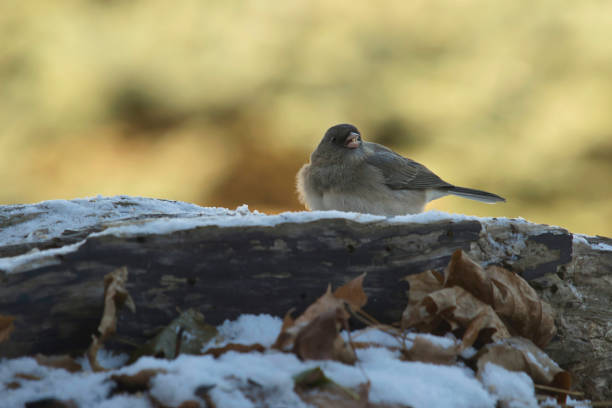 Dark-eyed Junco in the winter day
