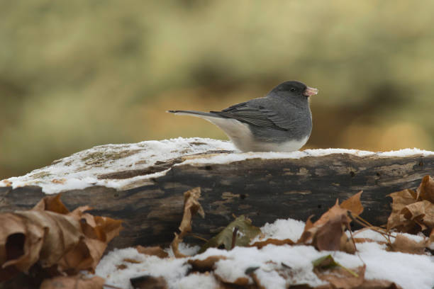 istock Wildlife animal bird 2195352086