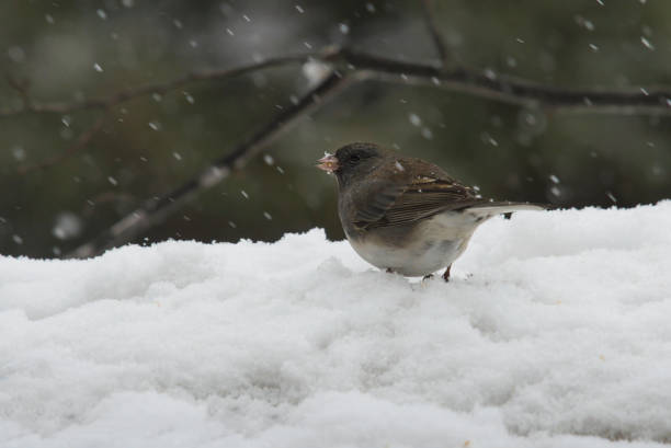 Dark-eyed Junco in the snowing day