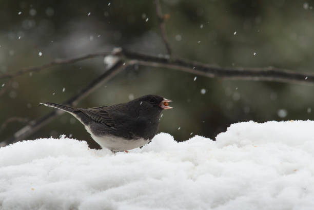 Birds in the winter. A cute tit sits in the snow. Nearby are red rowan berries. There are many paw prints around