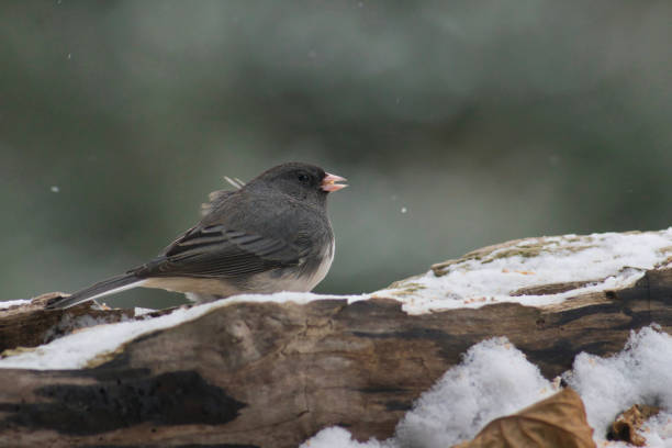 istock Wildlife animal bird 2195352150