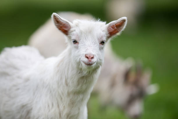 istock White young goat standing in green pasture with soft background blurred 2195352260