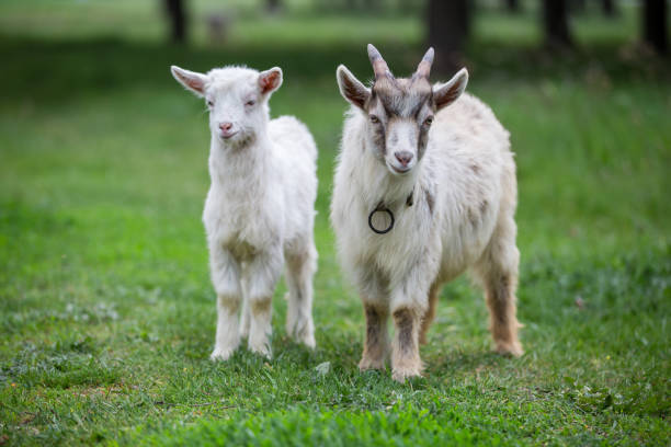 istock Two playful goats explore a grassy field in a serene rural setting 2195352261
