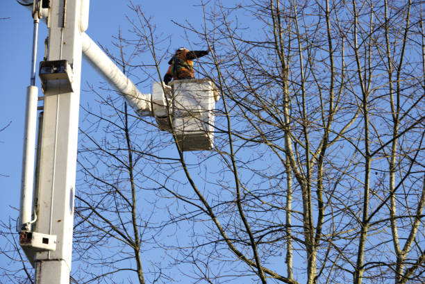 Surrey, Canada - January 17, 2025: A worker on a cherry picker examines bare branches prior to trimming. Winter morning in Metro Vancouver.