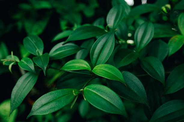 istock Lush Green Foliage with Vibrant Leaves in Natural Daylight 2195352949