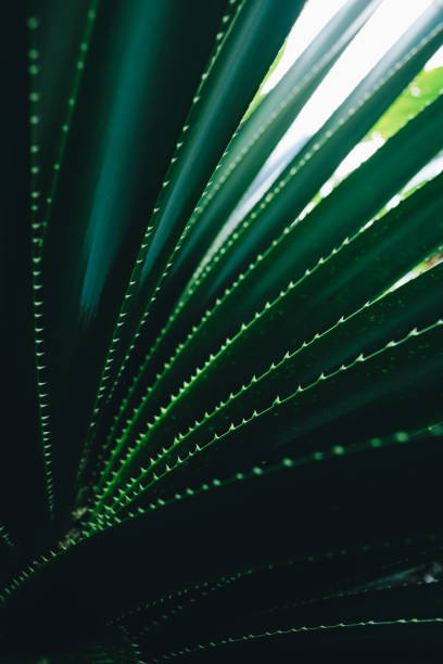 istock Close-Up of Radiant Green Tropical Leaf With Intricate Patterns and Textures 2195353014