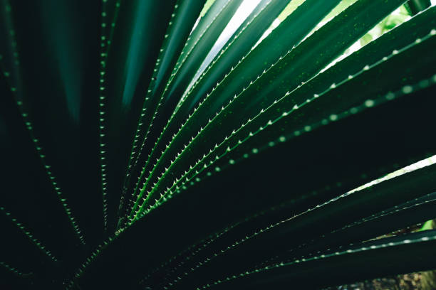 Close-Up of Radiant Green Tropical Leaf With Intricate Patterns and Textures