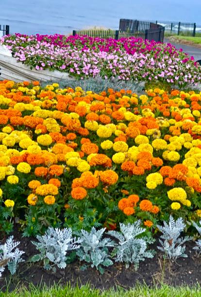istock Orange and yellow flowers 2195353271