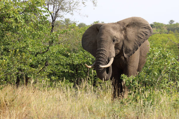 istock Afrikanischer Elefant / African elephant / Loxodonta africana 2195353312