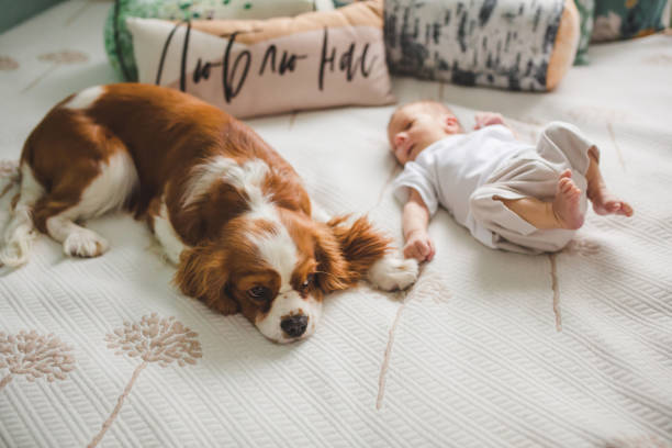 istock Newborn baby boy lying on bed with dog 2195353342