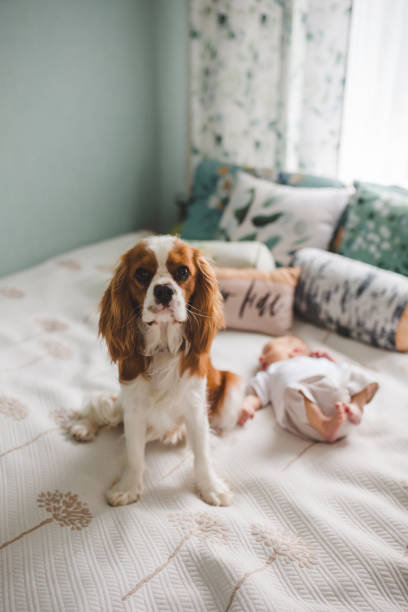 istock Newborn baby boy lying on bed with dog 2195353382