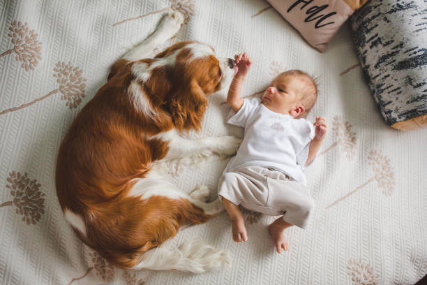 istock Newborn baby boy lying on bed with dog 2195353383