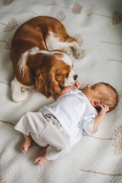 istock Newborn baby boy lying on bed with dog 2195353429
