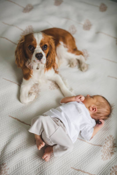 istock Newborn baby boy lying on bed with dog 2195353461