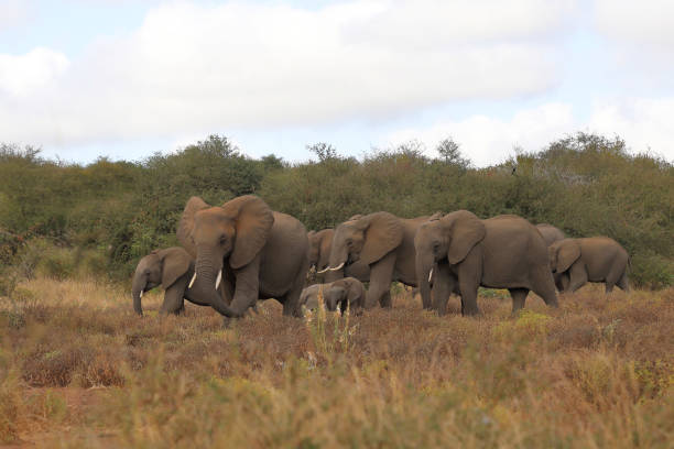 istock Afrikanischer Elefant / African elephant / Loxodonta africana 2195353796