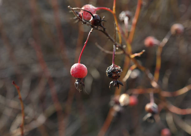 Selective focus on rose hips showing early or damaged fruit. Metro Vancouver in winter.\nPlant Hardiness Zone 8a.