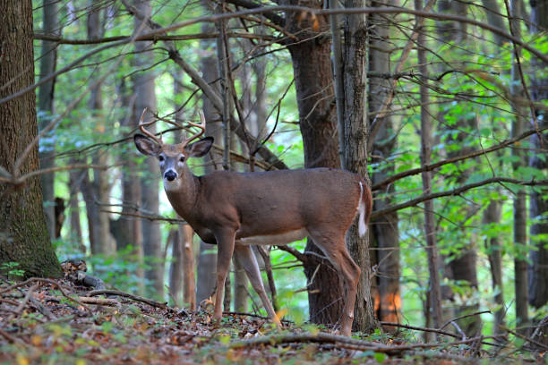istock White Tailed Deer With Antlers in the Forest 2195355428